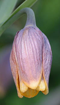 フリチラリア・ウバブルピスの花