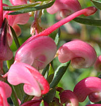 グレビレア・ジョンエバンスの花