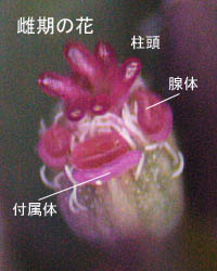 ハイニシキソウ雌期の花