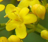 ハクサンオミナエシの花