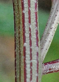 ハマアカザの茎