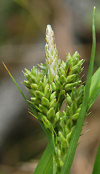 ハマアオスゲ苞の長い花序