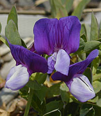 ハマエンドウの青紫色の花