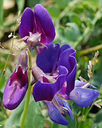ハマエンドウの翼弁が青紫色の花