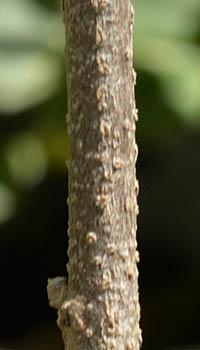 ハナアオイの茎