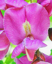 ハナエンジュの花