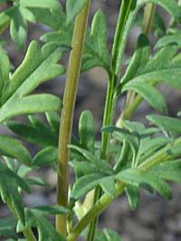 ハナゴマ茎