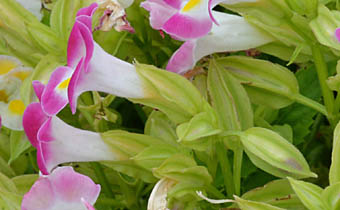 ハナウリクサ萼と花柄