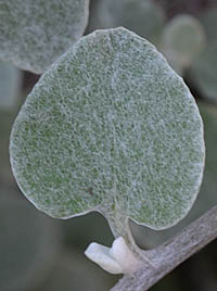 ヘリクリサム・ペティオラレの葉