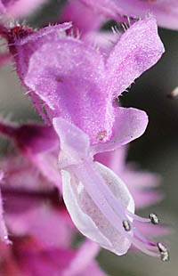 ヘミジギアの花