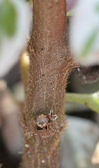 ヘミジギアの茎の基部