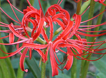 ヒガンバナ Lycoris Radiata ヒガンバナ科 Amaryllidaceae ヒガンバナ属 三河の植物観察