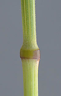 ヒゲナガスズメノチャヒキの茎
