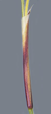 ヒカゲスゲの苞鞘