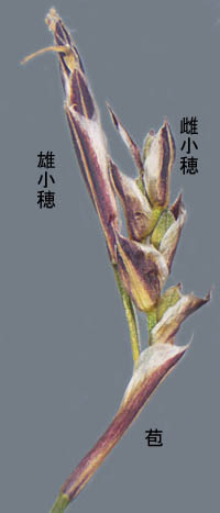 ヒカゲスゲの花穂