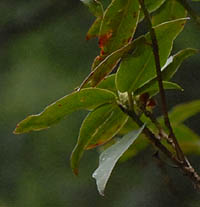 ヒカゲツツジの葉