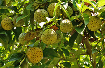 ヒマラヤヤマボウシの果実