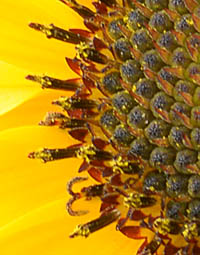 ヒメヒマワリの中心小花