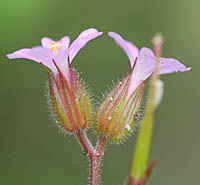 ヒメフウロの萼