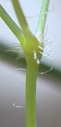 ヒメイカリソウの茎