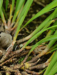 ヒメシャガの根茎