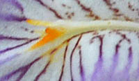ヒメシャガの外花被片のとさか状突起