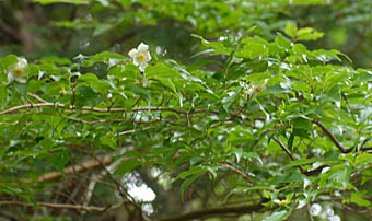 ヒメシャラ枝先の花