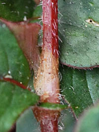 ヒメツルソバの茎