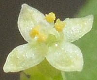 ヒメヨツバムグラの花2