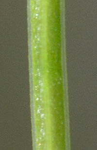 ヒメヨツバムグラの茎