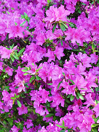ヒラドツツジ オオムラサキ Rhododendron X Pulchrum Oomurasaki ツツジ科 Ericaceae ツツジ属 三河の植物観察
