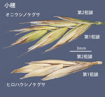 ヒロハノウシノケグサとオニウシノケグサの小穂の比較
