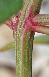 ホコガタアカザの茎