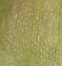 ホシナシゴウソの果胞の表面