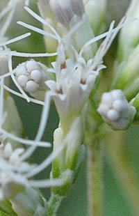 ホシナシヒヨドリバナ花