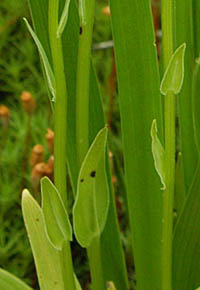 ホソバノキソチドリの茎葉
