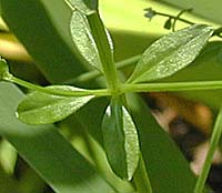 ホソバノヨツバムグラの葉