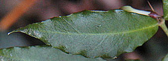 ホソバオオアリドオシの葉表