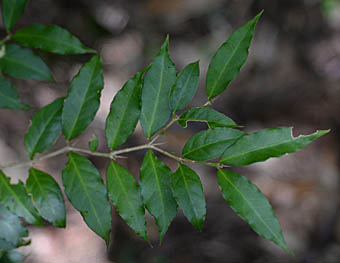 ホソバオオアリドオシの葉