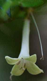 ホソバオオアリドオシの花