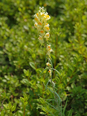 ホソバウンラン Linaria Vulgaris オオバコ科 Plantaginaceae ウンラン属 三河の植物観察