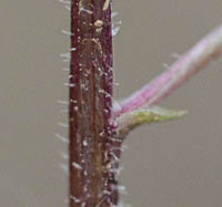 フイリヒメフタバランの茎と苞