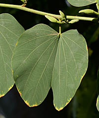 フイリソシンカの葉