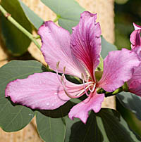 フイリソシンカの花