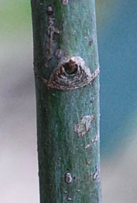 フカギレオオモミジの若い幹