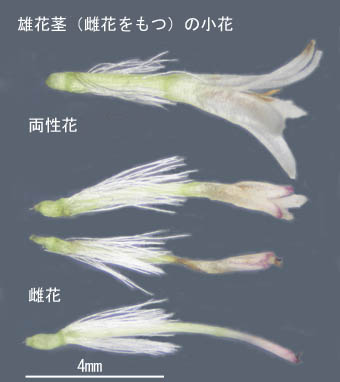 フキ雄花茎2の小花