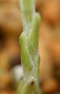 フキタンポポの茎