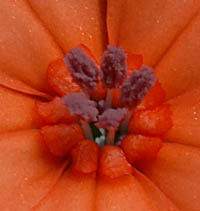 フシグロセンノウの花弁の基部