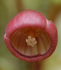 フタバアオイ Asarum Caulescens ウマノスズクサ科 Aristolochiaceae カンアオイ属 三河の植物観察