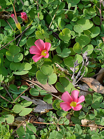 フヨウカタバミ Oxalis Purpurea カタバミ科 Oxalidaceae カタバミ属 三河の植物観察